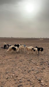 018d8822-dad4-4c7c-a136-6fdd9d9ca63b